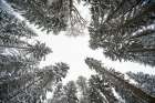 Low angle view of trees in Bavarian Forest National Park Germany Art Print